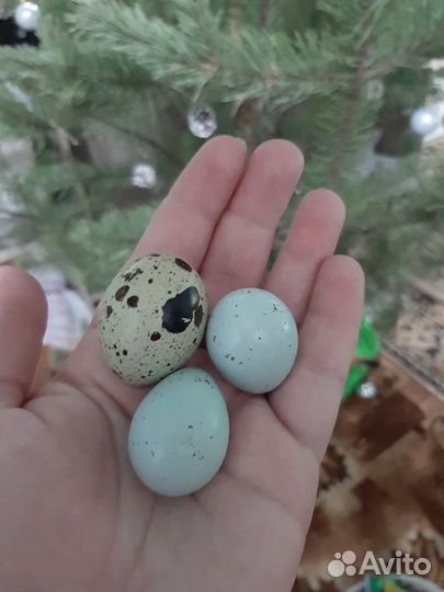 Яйца перепелиные столовое, инкубационное
