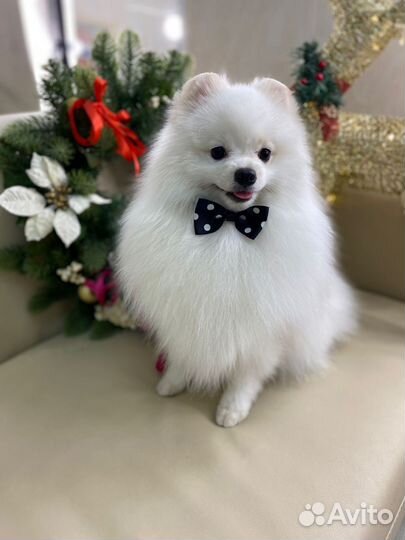 Белый померанский шпиц мальчик