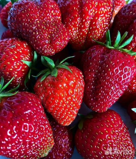 Рассада. Клубника ремонтантная. Очень ароматная