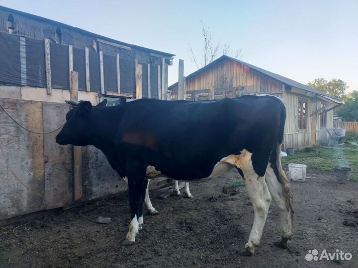 Телка голштинской породы не стельная
