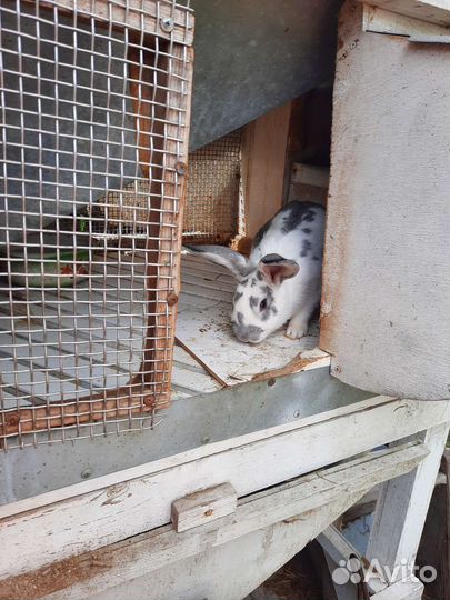 Кролик девочка