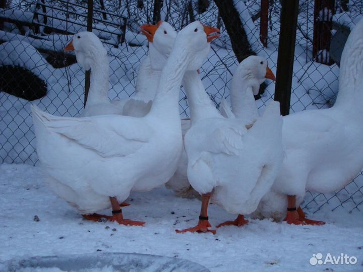 Гусей холмогорских на племя для разведения