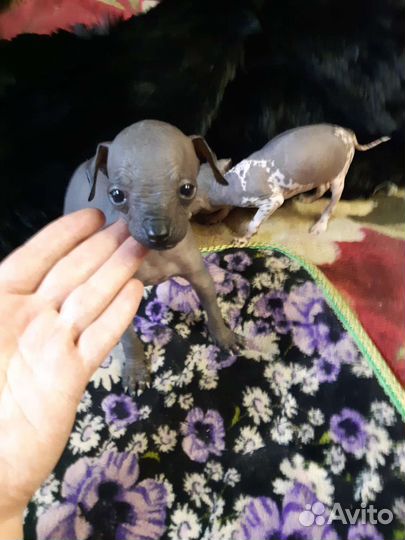 Щенки китайской хохлатой