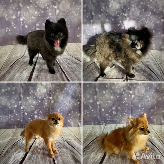 Груминг собак/кошек (стрижка/вычес/эксп-линька)