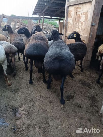 Продаю бараны