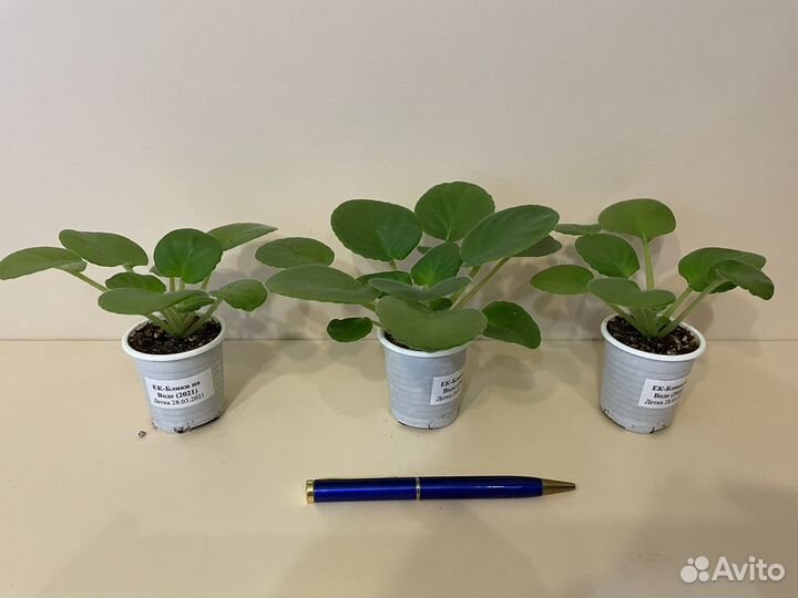 Фиалки (детки)