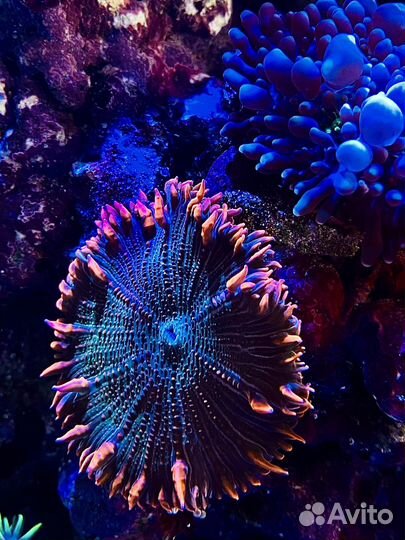 Обслуживание Морских и пресноводных аквариумов