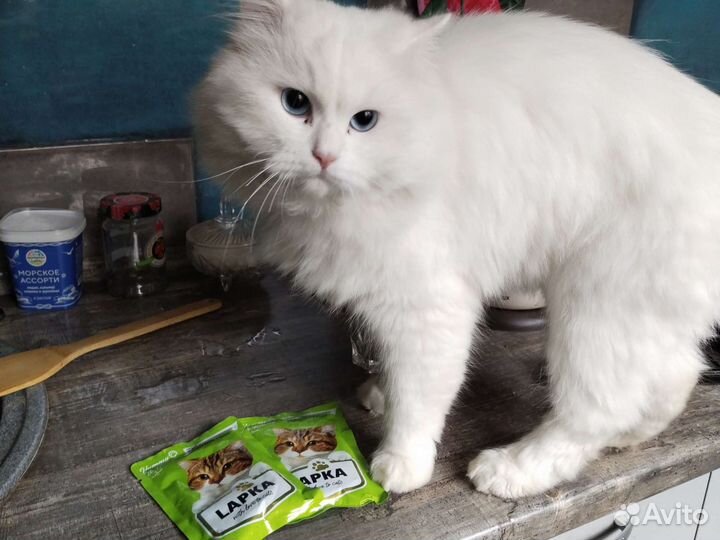 Ручной пароочиститель