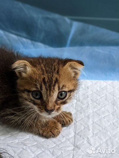 Симба ищет дом