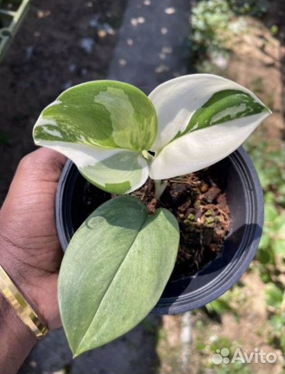 Сциндапсус мунлайт треби вар