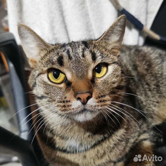 Котенок в дар в хорошие руки