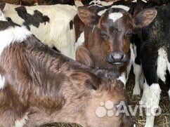 Бычкиии телочки