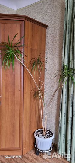 Комнатные растения