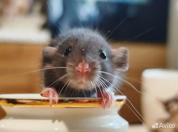 Крысы и Крысята