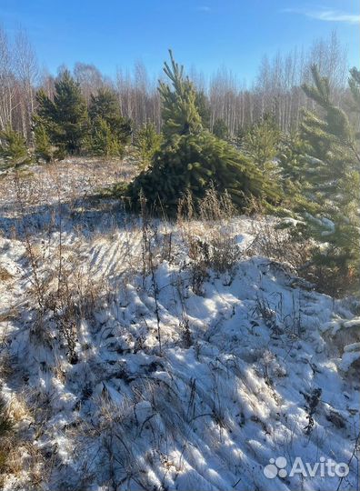 Елка сентябрьская рождественская оптом