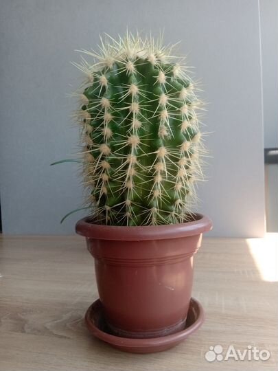 Комнатные растения цветы