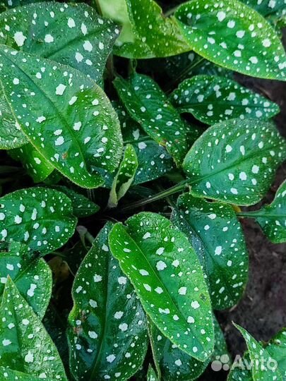 Декоративное многолетнее растение