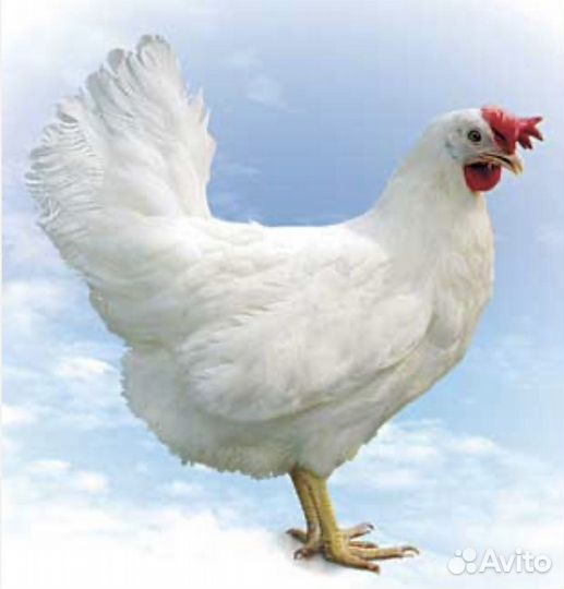 Куры несушки
