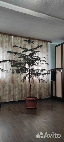 Араукария в горшке