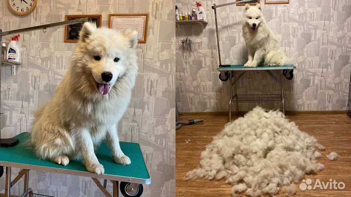 Грумер пос.им. Морозова