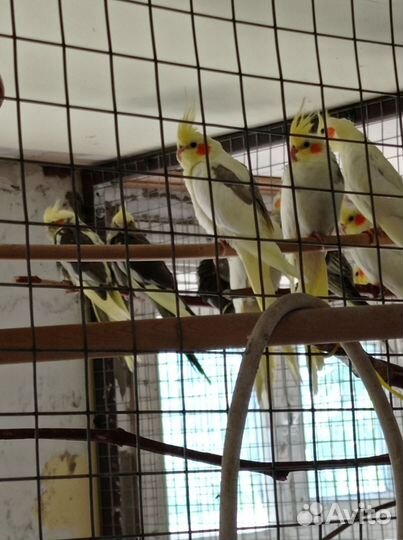 Попугай корелла