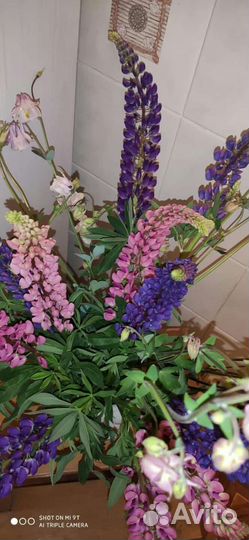 Букет Люпинов