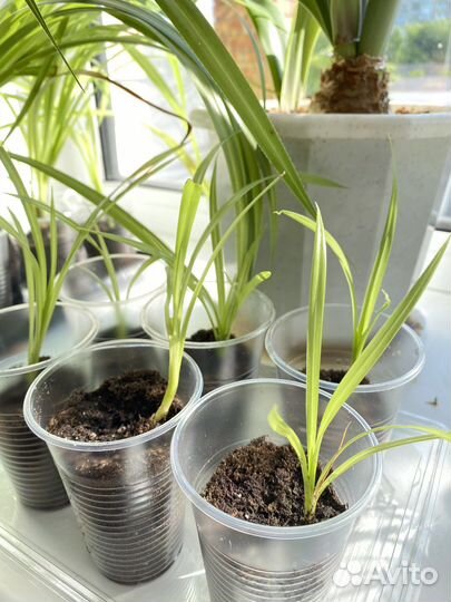 Пальма панданус