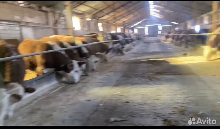 Бычки на откорм