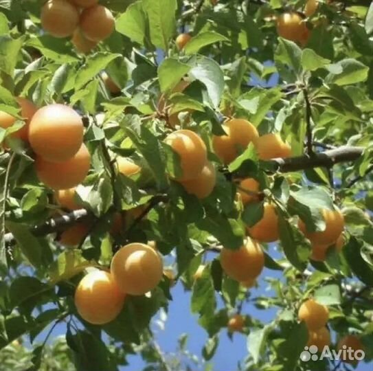 Саженцы желтой сливы