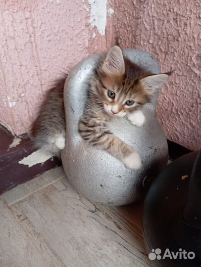 Отдают бесплатно котят