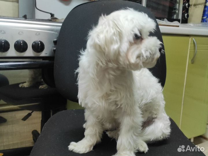 Мальтийская болонка вязка