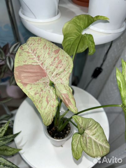 Комнатные растения цветы