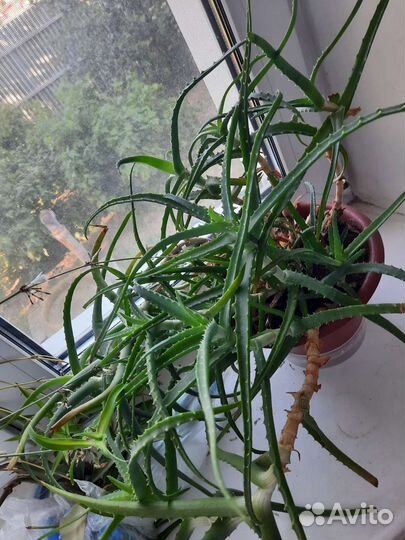 Алоэ столетник от 3 лет