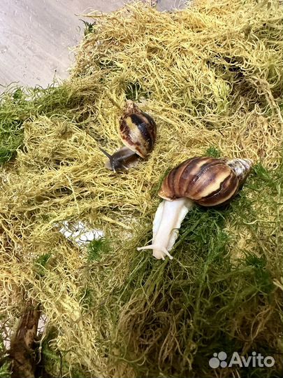 Улитка Ахатины