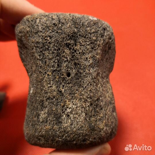 Окаменелые фрагменты скелета ископаемого кита