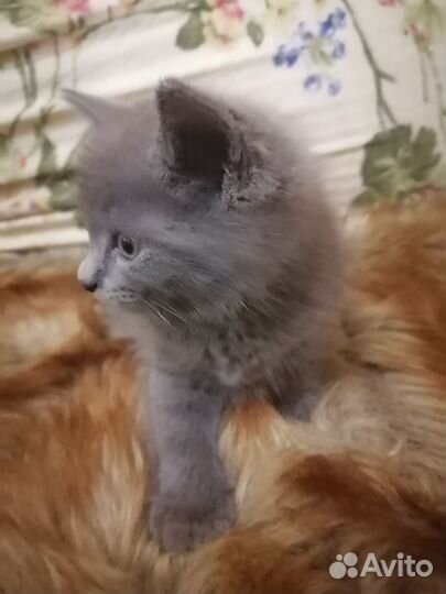 Котенок бесплатно с доставкой