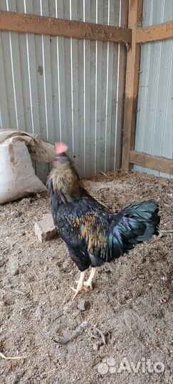 Молодые петушки