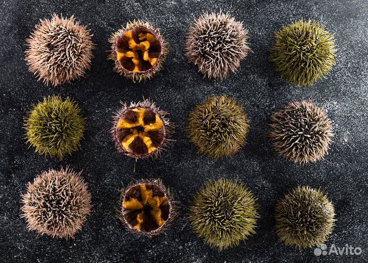 Морские ежи живые