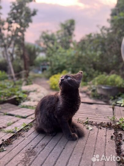 Отдадим котика