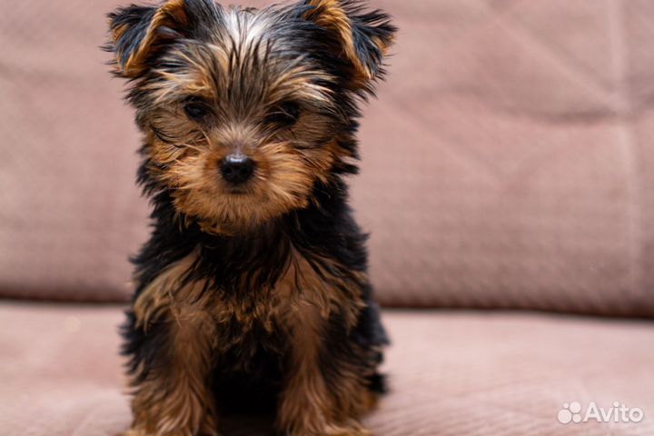 Йоркширский терьер