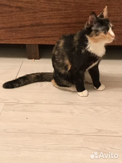 Чудесная Тиграша