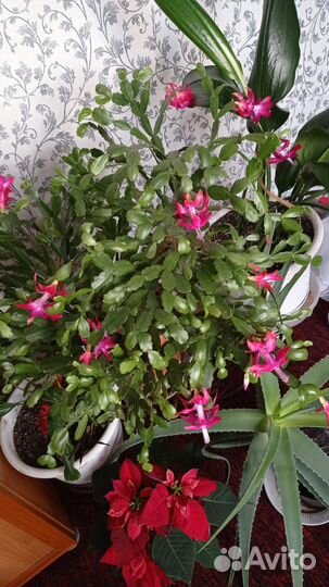 Декабрист шлюмбергера цветущий