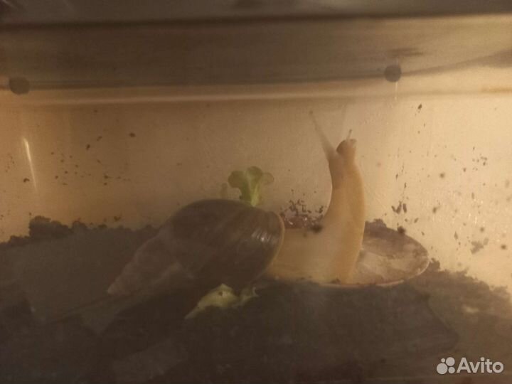 Улитки ахатины альбино