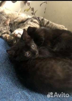 Котята чёрные лоточек на отлично