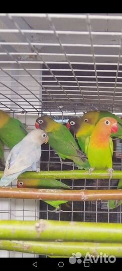 Попугай Неразлучники от 3 мес