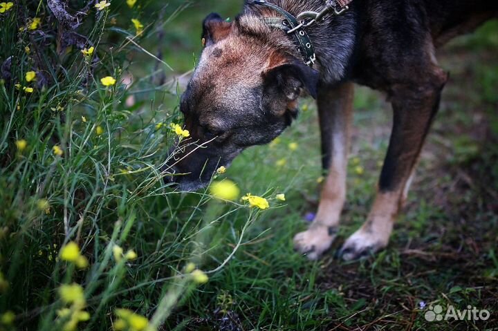 Флинт очень хочет домой