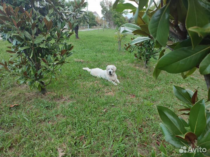 Вязка собак