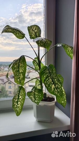 Диффенбахия 60 см