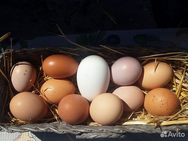 Яйцо домашнее куриное, без химии и антибиотиков