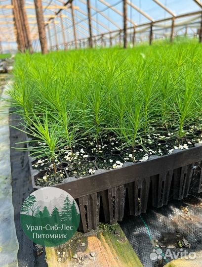 Сосна зкс окс сеянцы Ель Лиственница Голуб Горная